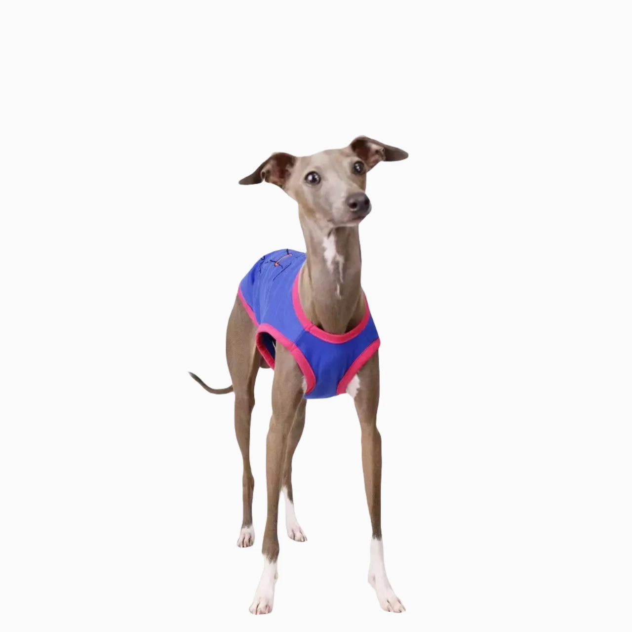 Summer Collection Crew Neck vest cotton T-Shirt for Dog