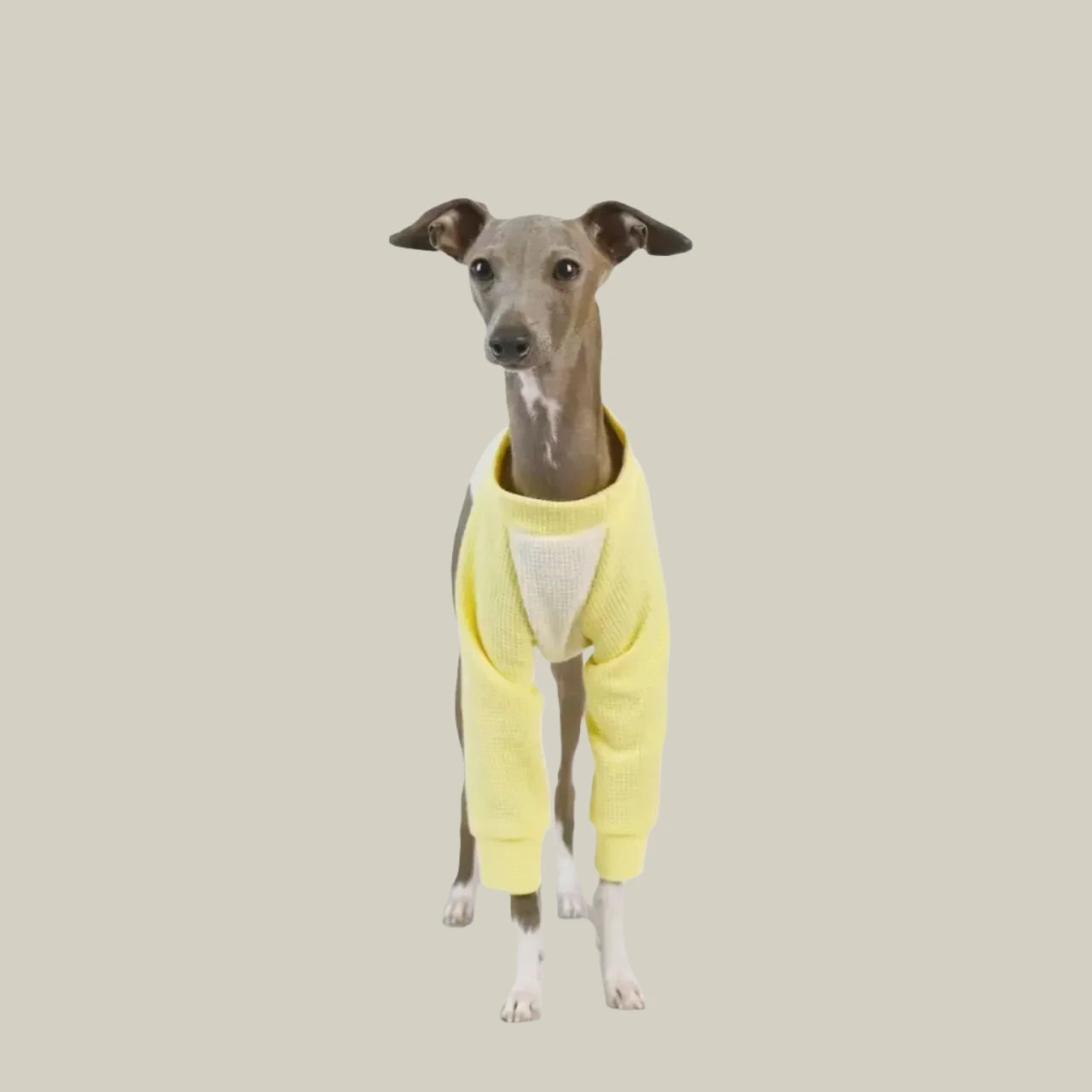 Crewneck Summer Sportswear Tracksuit For Dog